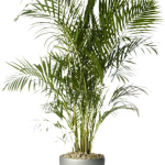 Dypsis-lutescens