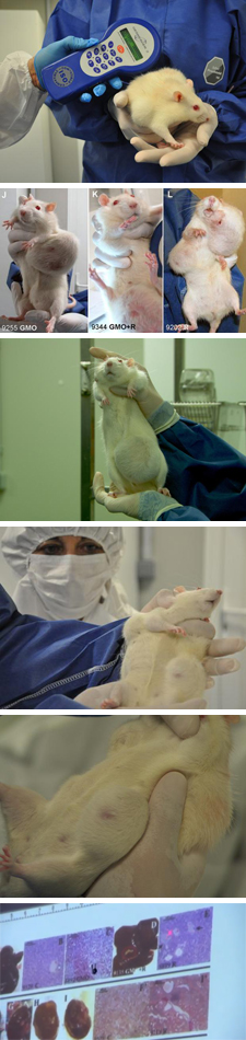 Rat-Tumor-Monsanto-GMO-Cancer-Study-225-v1