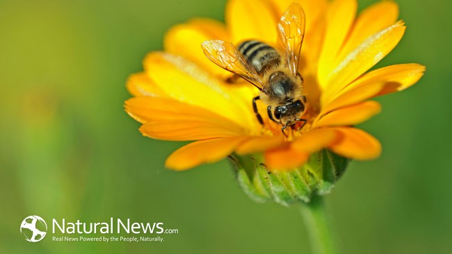 пчела-цвете-пчелен прашец
