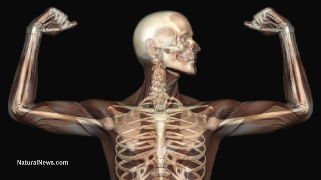 Анатомия-Човешки-Скелет-Рентген