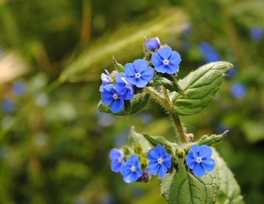 айважива-цвете-синьо-билка