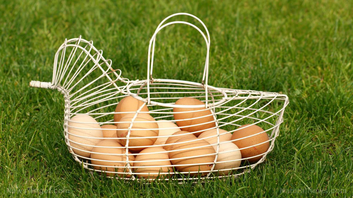 яйца-кошница-пресни-поляна